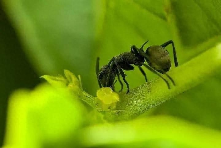 杀蚂蚁有效的杀虫剂(杀蚂蚁有效的方法)