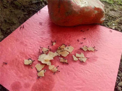 杀蚂蚁有效的杀虫剂(杀蚂蚁有效的方法)