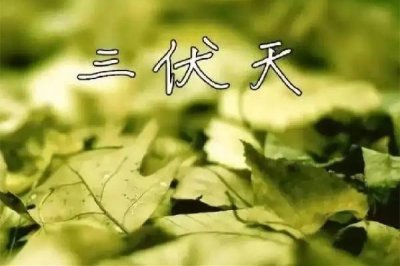 ​三伏天吃什么好补身体 三伏天吃羊肉的功效