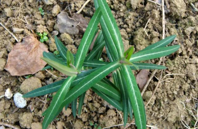 野外一种稀罕野草,它是珍贵“千金子”少人识,若见到请一定重视