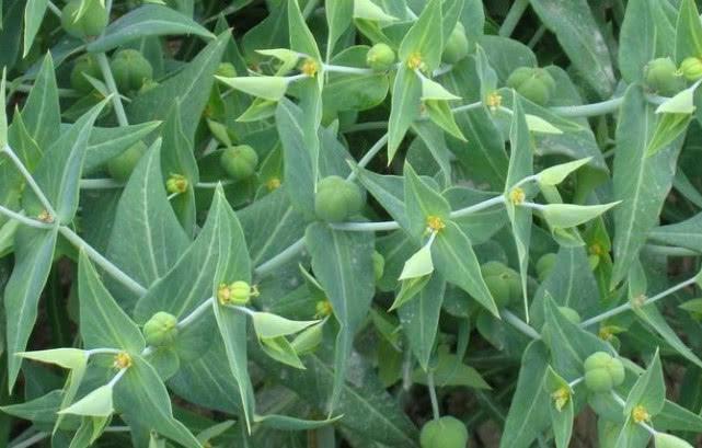 野外一种稀罕野草,它是珍贵“千金子”少人识,若见到请一定重视