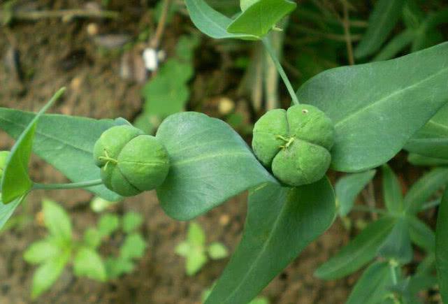 野外一种稀罕野草,它是珍贵“千金子”少人识,若见到请一定重视