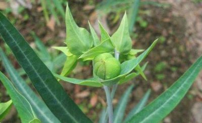 ​野外一种稀罕野草，它是珍贵“千金子”少人识，若见到请一定重视