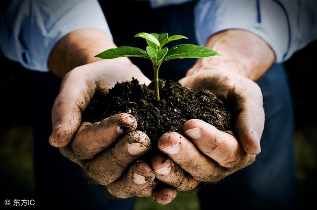 制作植树节标语卡片(30句植树节宣传小标语)(5)