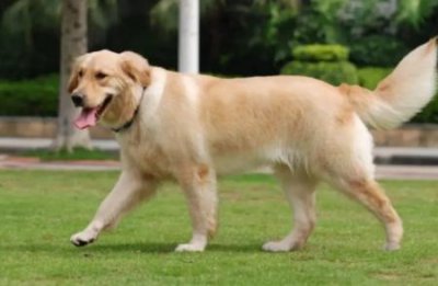 ​博美犬有泪痕真的丑，教大家几招，轻松跟泪痕说再见！