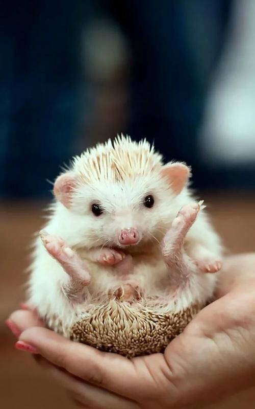 动物的生活习性