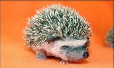 ​小刺猬的生活习性，小刺猬的样子、生活习性350字作文？