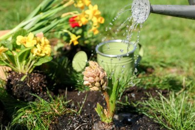 ​养花牛人竟然这么浇水？花越长越旺，不看你就亏死了！