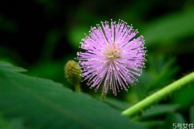 ​什么是含羞草呢 含羞草有什么作用呢