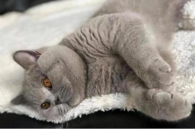 ​猫咪垂尾巴，一摸尾巴就惨叫 猫咪垂着尾巴摇