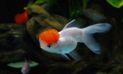 ​鹤顶红金鱼的简介-鹤顶红金鱼的外形特征