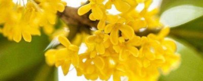 ​四季桂花树盆栽怎么养（桂花的养法）