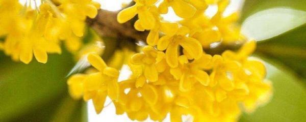 四季桂花树盆栽怎么养（桂花的养法）(1)