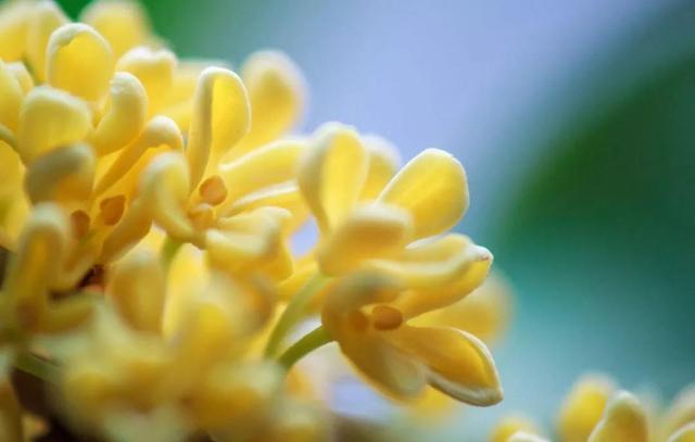 四季桂花树盆栽怎么养（桂花的养法）(3)