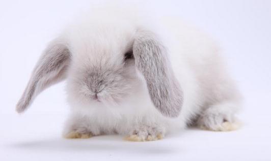 公主兔形态特征是怎样的?