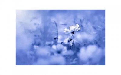 ​狮子男喜欢双鱼女会有什么表现(双鱼女和狮子男分手后怎么挽救)