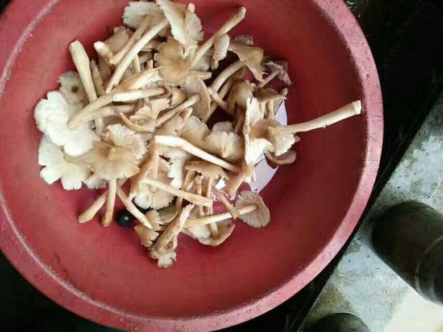 农村野生鸡蛋菌，熬汤味道没得说，吃过的却没有几个