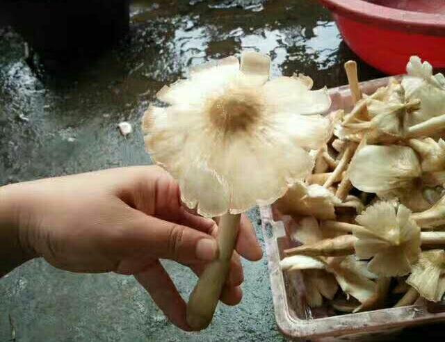 农村野生鸡蛋菌，熬汤味道没得说，吃过的却没有几个