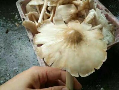 ​农村野生鸡蛋菌，熬汤味道没得说，吃过的却没有几个