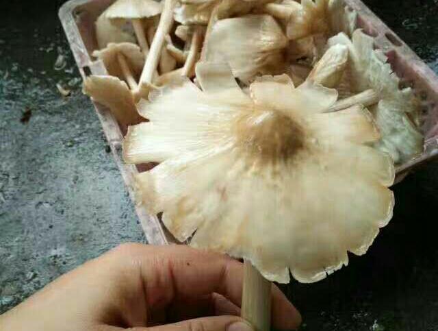 农村野生鸡蛋菌，熬汤味道没得说，吃过的却没有几个