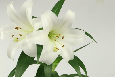 ​如何在家种植百合花