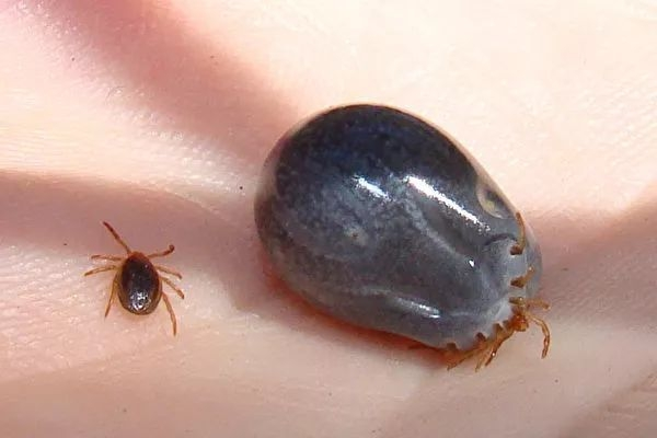 蜱虫有多大(蜱虫一般有多少厘米)