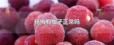 ​杨梅的有虫子吗 杨梅有虫子嘛