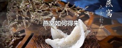 ​燕窝如何得来