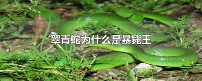 ​翠青蛇为什么是暴毙王