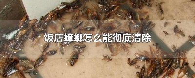 ​饭店蟑螂怎么能彻底清除