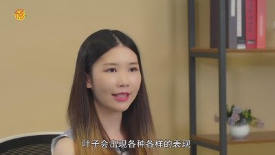 ​绿萝叶子发黄是什么原因