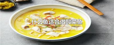 ​什么鱼适合做酸菜鱼