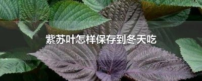 ​紫苏叶怎样保存到冬天吃