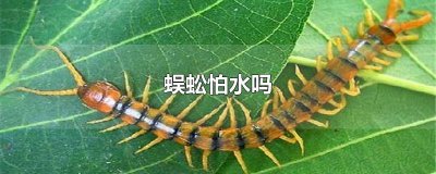 ​蜈蚣怕水吗