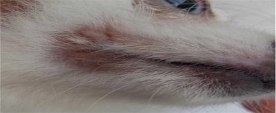 ​狗狗老掉毛该怎么办