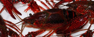 ​活小龙虾怎么处理方法