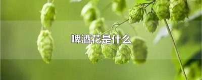 ​啤酒花有丰胸的作用吗 啤酒花提取物对丰胸有什么帮助