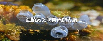 ​海鞘煮熟了怎么吃 海鞘能活多久