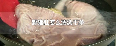​野猪肚怎么清洗干净