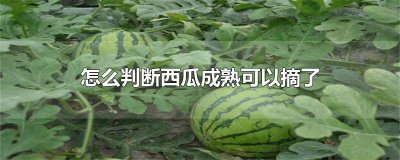 ​怎么判断西瓜成熟可以摘了