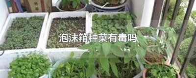 ​泡沫箱种菜有毒吗