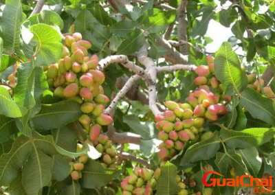 ​我国开心果原产地是哪？我国开心果培历史有多久了？