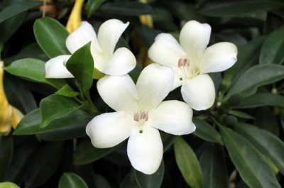 ​每天认识一种植物（十九）：灰莉-朴素自然，清净纯洁