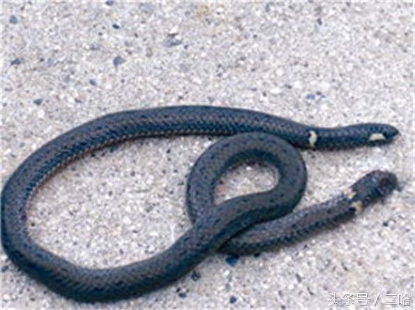 恐怖!双头蛇与两头蛇,傻傻分不清楚!