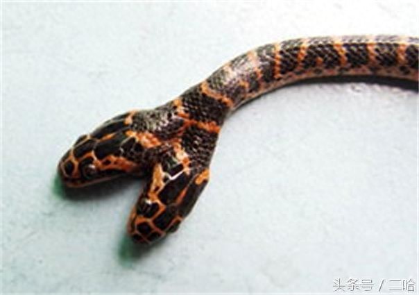 恐怖!双头蛇与两头蛇,傻傻分不清楚!