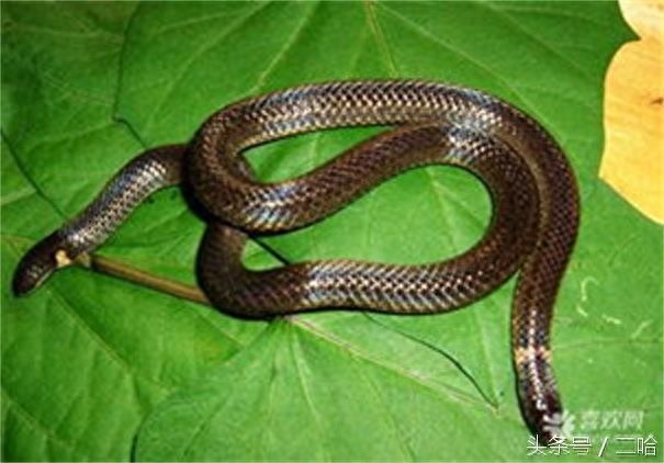 恐怖!双头蛇与两头蛇,傻傻分不清楚!