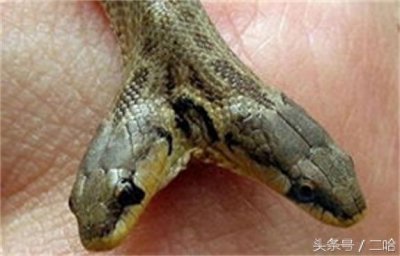 ​恐怖！双头蛇与两头蛇，傻傻分不清楚！