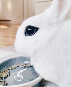 ​侏儒海棠兔，别名侏儒熊猫兔，有着迷人的“眼线”