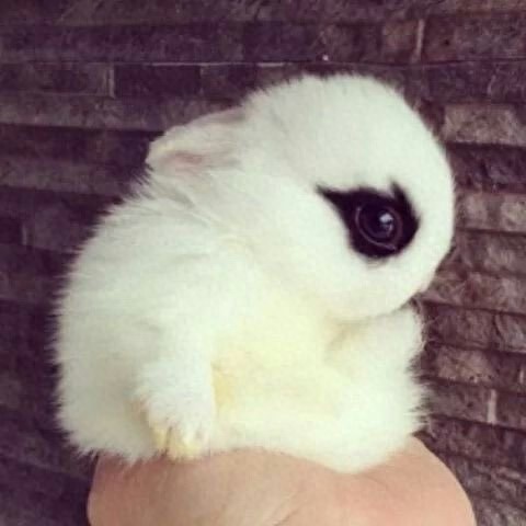 侏儒海棠兔,别名侏儒熊猫兔,有着迷人的“眼线”