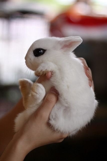 侏儒海棠兔,别名侏儒熊猫兔,有着迷人的“眼线”